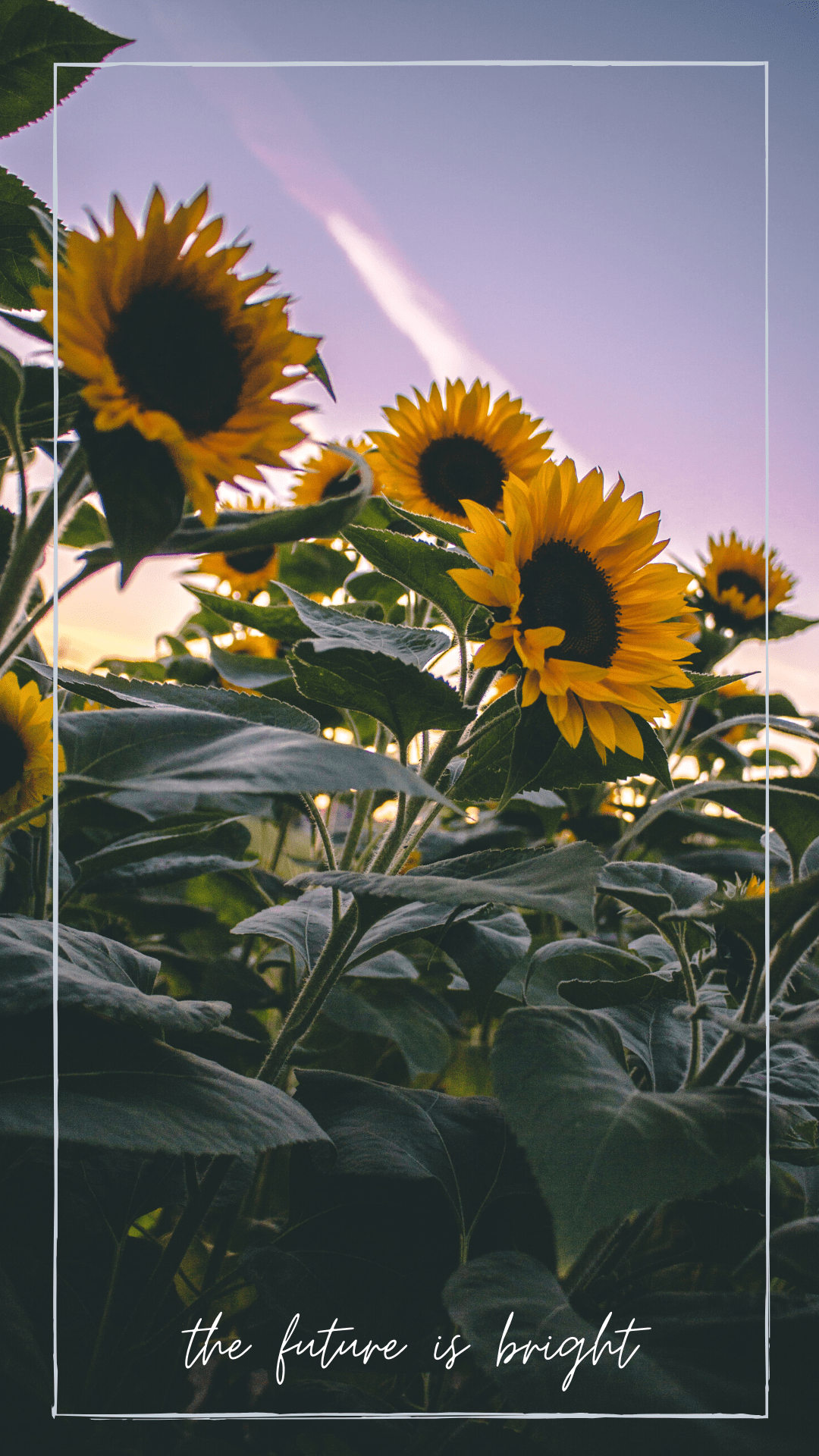 simple desktops sunflower