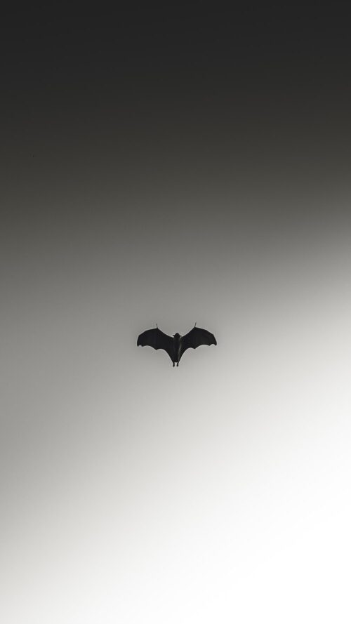 Bat Wallpaper