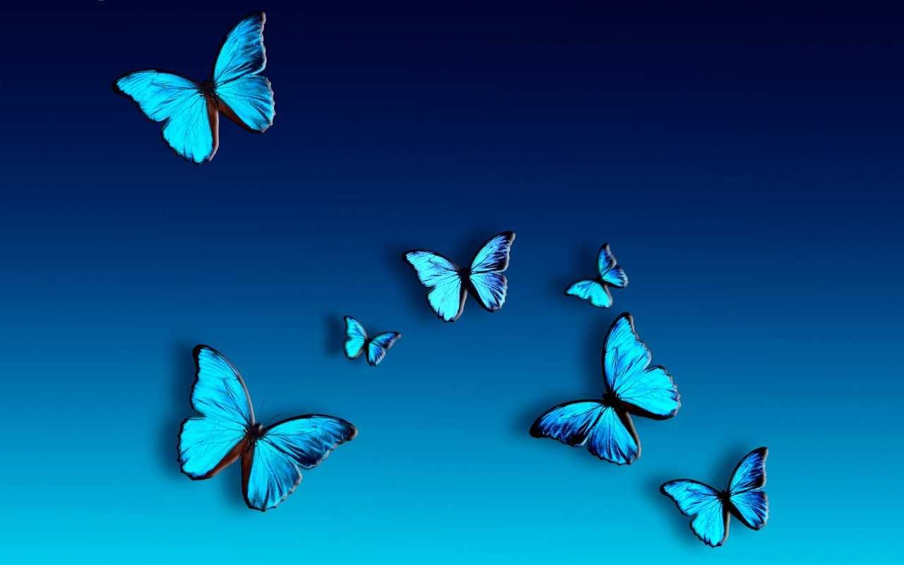 butterfly wallpaper hd desktop