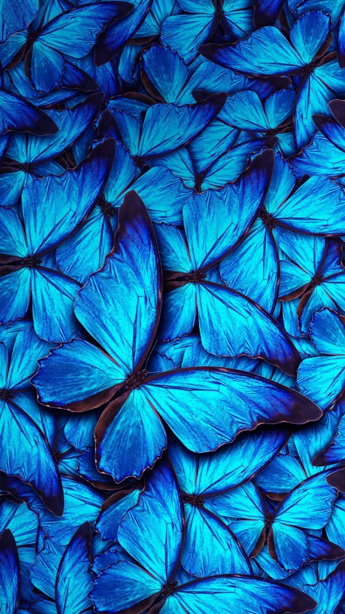 23 Latest Butterfly Wallpapers  WallpaperSafari