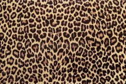 Cheetah Print Wallpaper - NawPic
