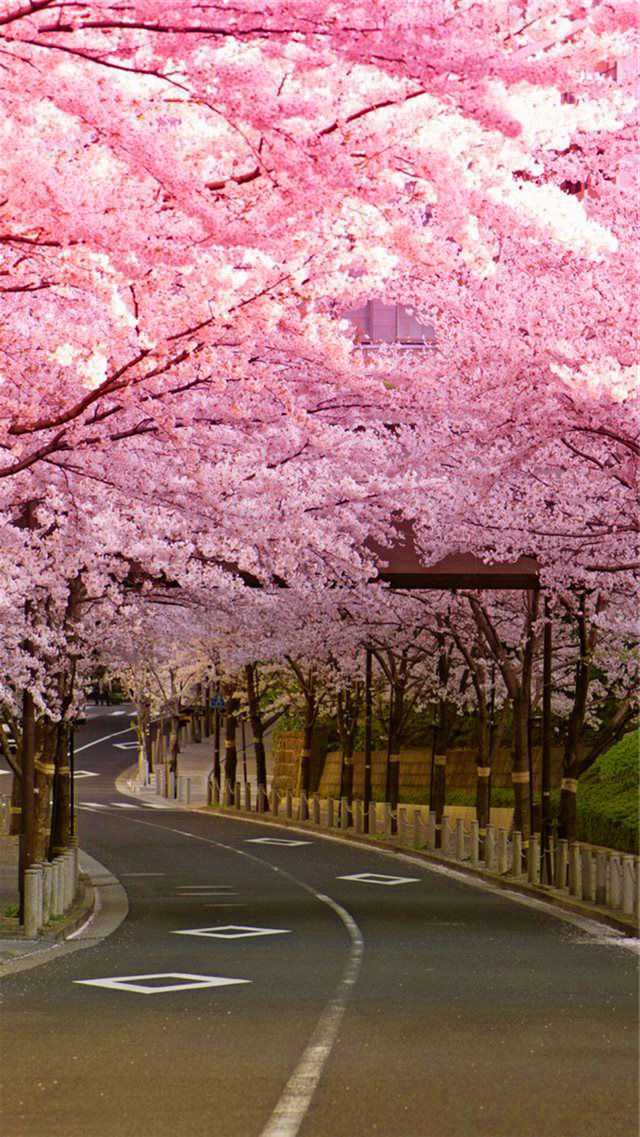 Anime girls, anime, cherry blossom, Japanese clothes, HD phone wallpaper |  Peakpx