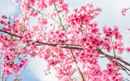 Cherry Blossom Wallpaper