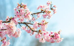 Cherry Blossom Wallpaper