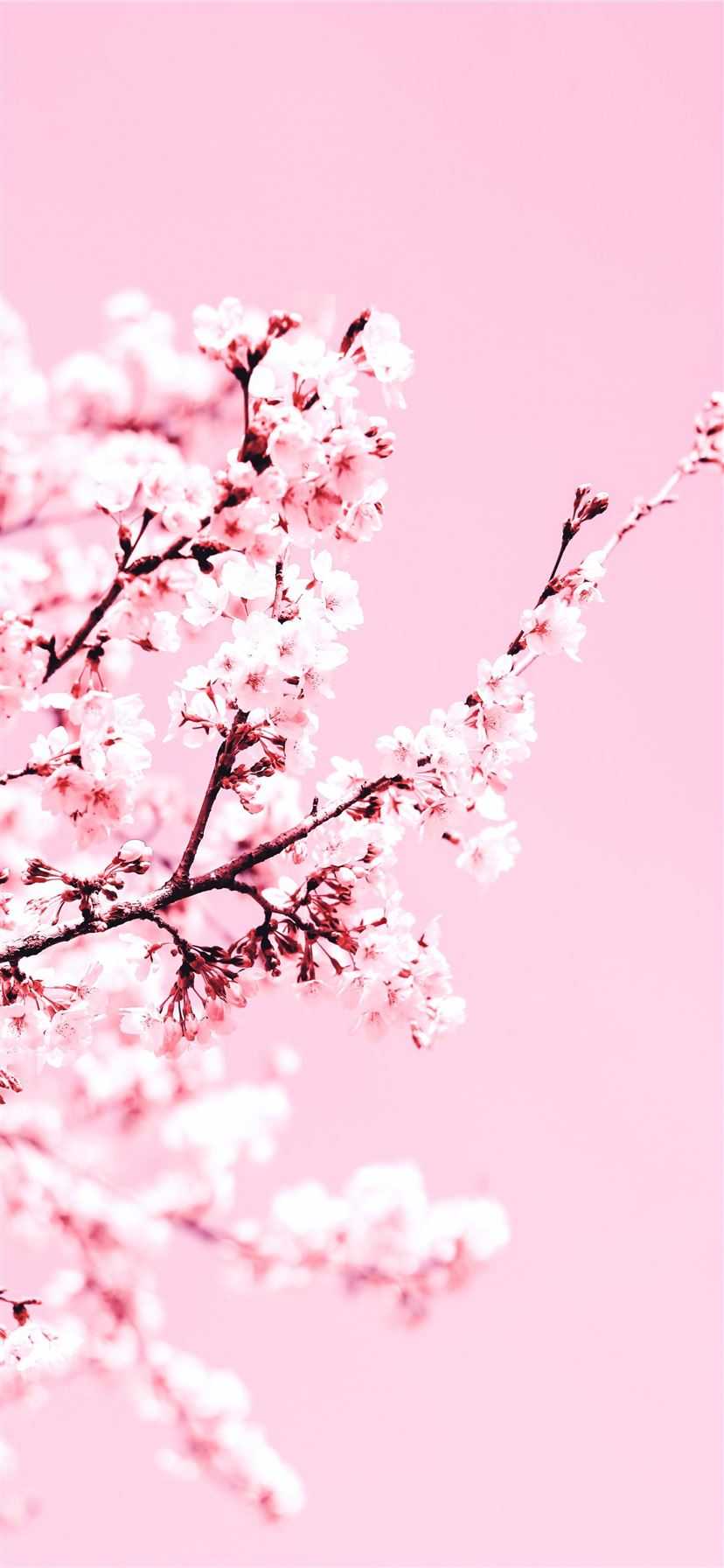 Aesthetic Cherry Blossom Flower iPhone Sunset Cherry Blossom HD phone  wallpaper  Pxfuel
