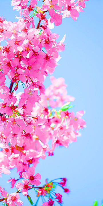 Best Cherry blossoms iPhone HD Wallpapers  iLikeWallpaper