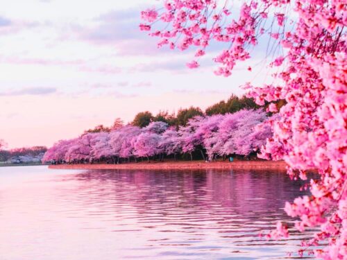 Cherry Blossom Wallpaper