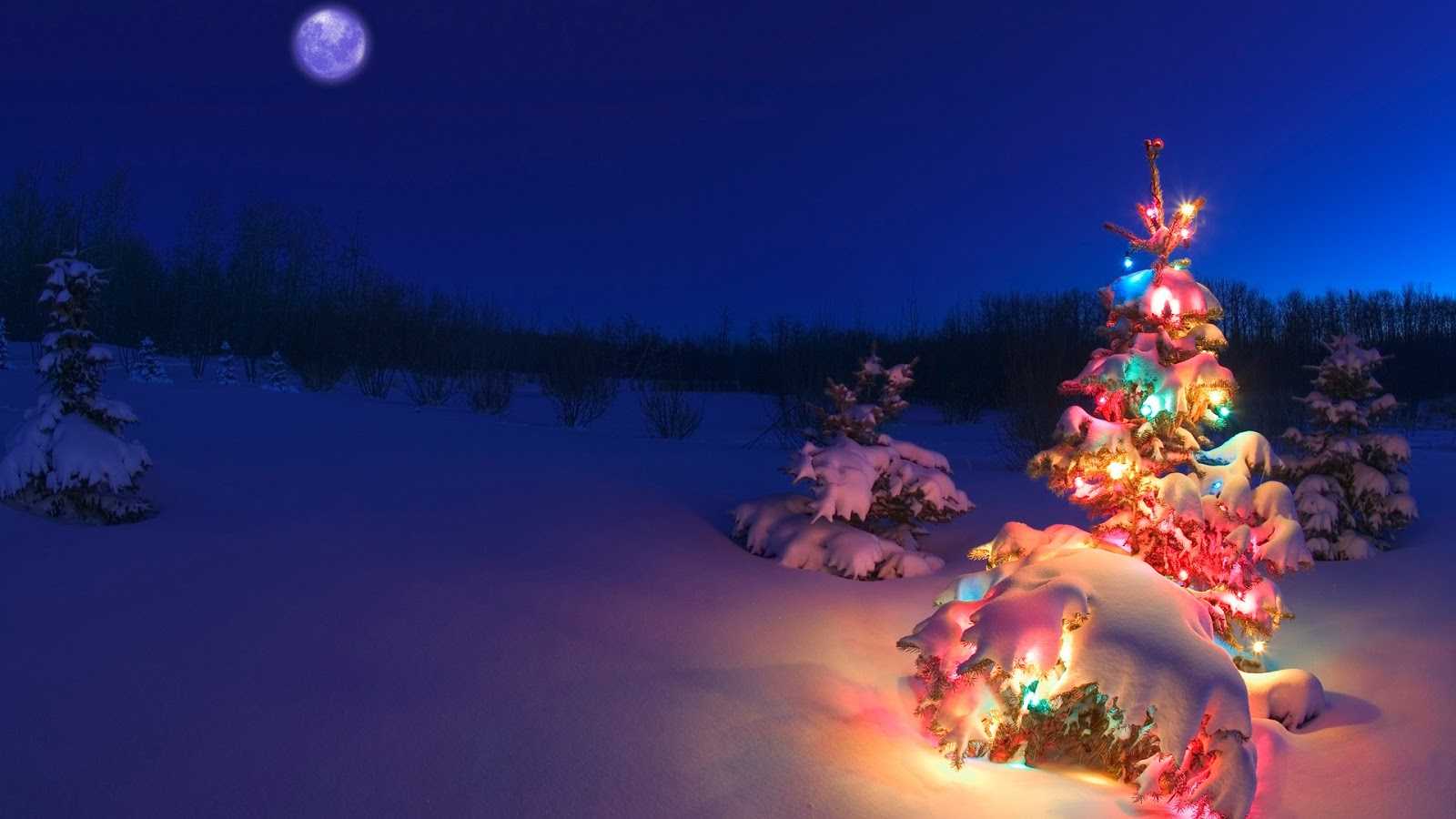 Light Covered Snowy Christmas Tree  High Definition High Resolution HD  Wallpapers  High Definition High Resolution HD Wallpapers