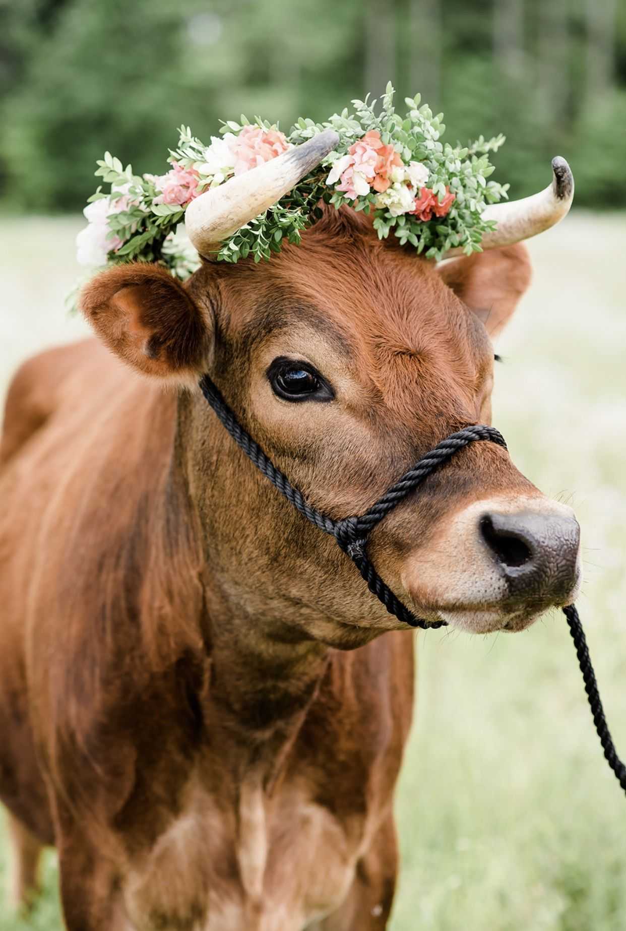 HD wallpaper cow allgäu cows cute ruminant dairy cattle pasture  animal  Wallpaper Flare
