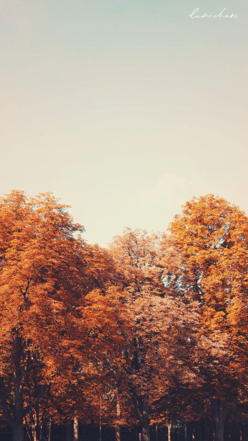 Fall Aesthetic Wallpaper