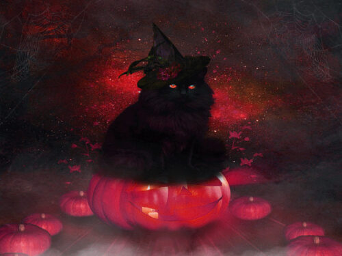 Halloween Cat Wallpaper