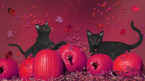 Halloween Cat Wallpaper