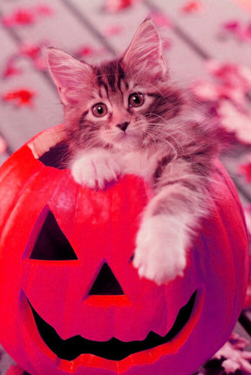 Halloween Cat Wallpaper