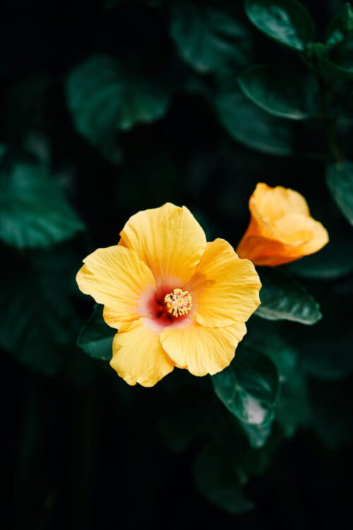 Hibiscus Wallpaper