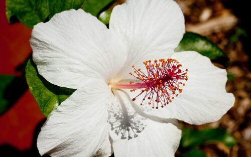 Hibiscus Wallpaper