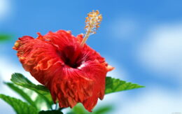 Hibiscus Wallpaper