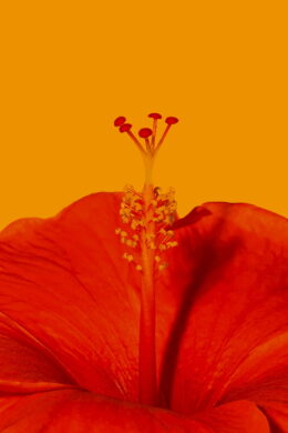 Hibiscus Wallpaper