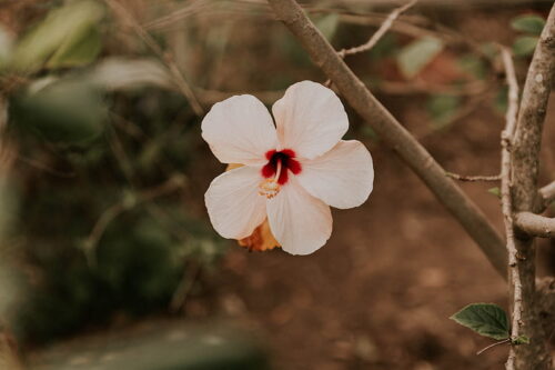 Hibiscus Wallpaper