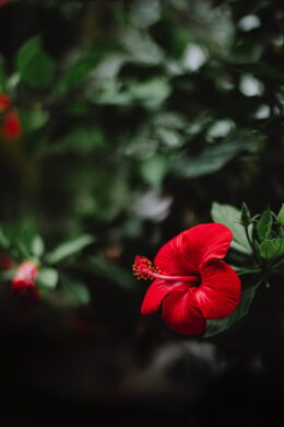 Hibiscus Wallpaper