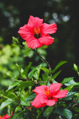 Hibiscus Wallpaper