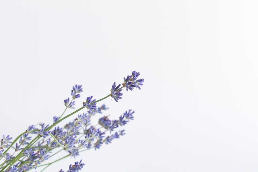 lavender wallpaper   Iphone background wallpaper Minimalist flowers  Drawing wallpaper