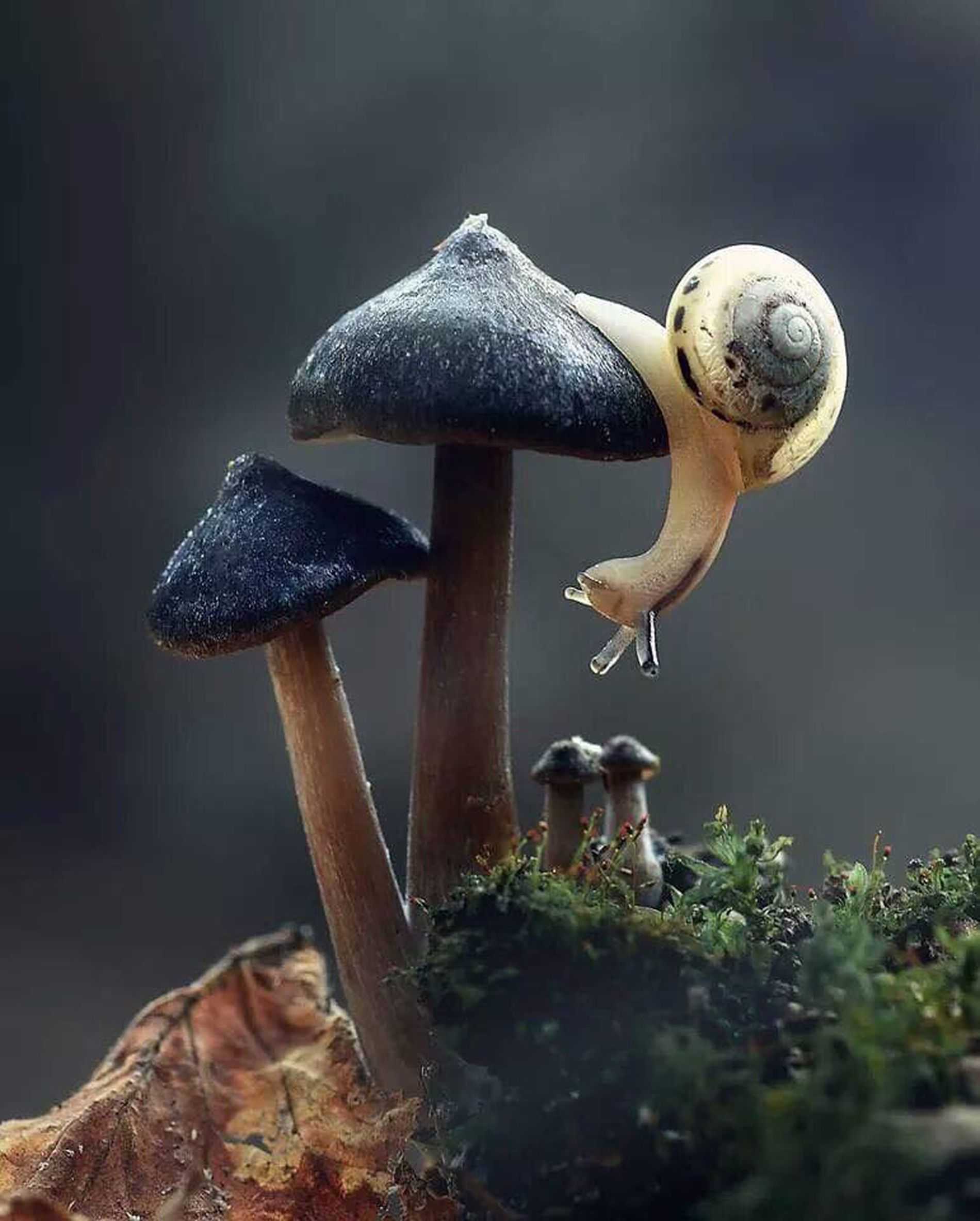 Mushroom Hintergrundbild NawPic