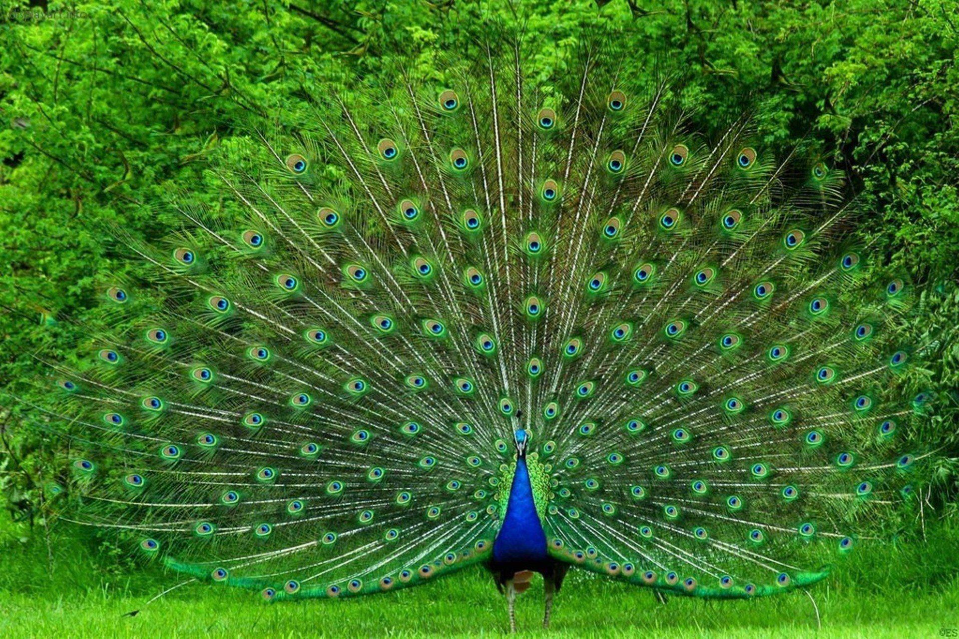 animated peacock wallpapers