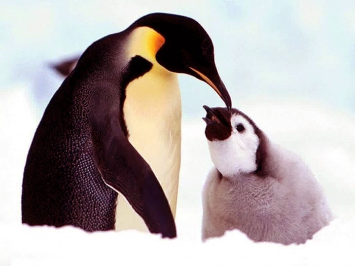 penguin wallpaper iphone