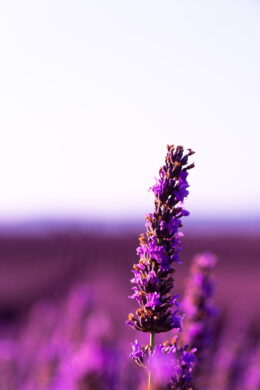 Purple Aesthetic Wallpaper