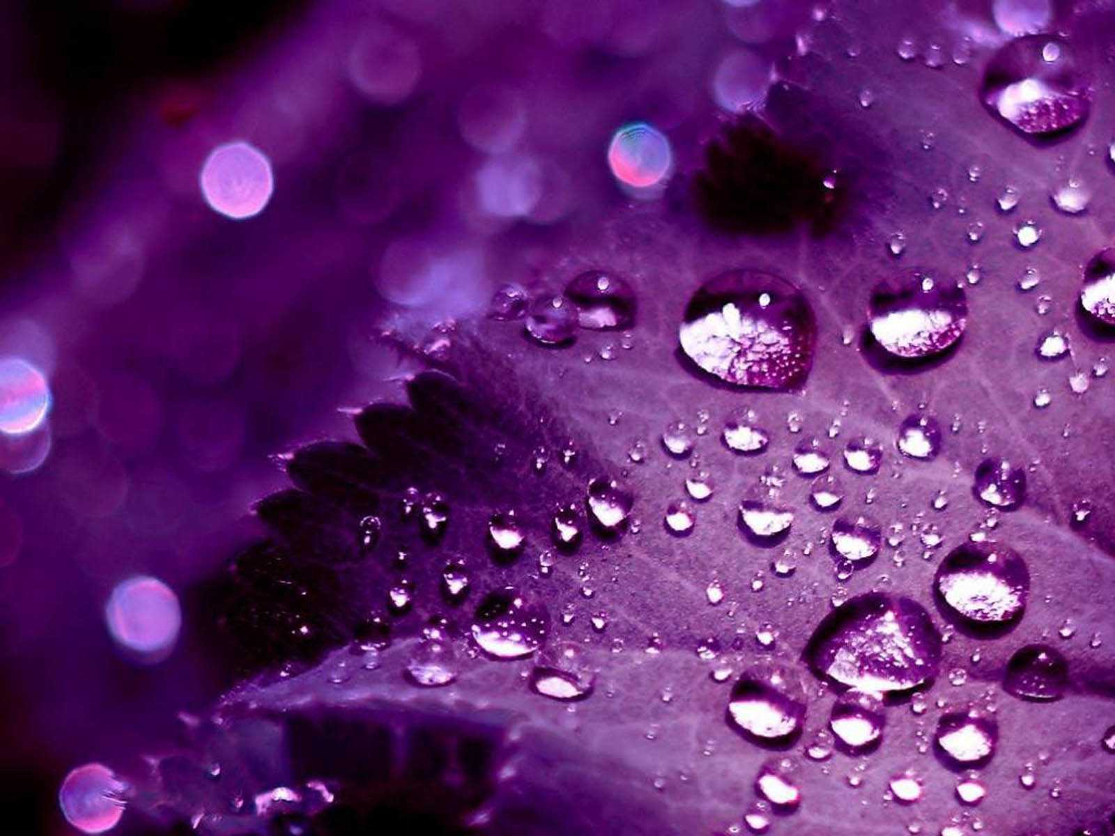 Download Purple wallpapers for mobile phone, free Purple HD