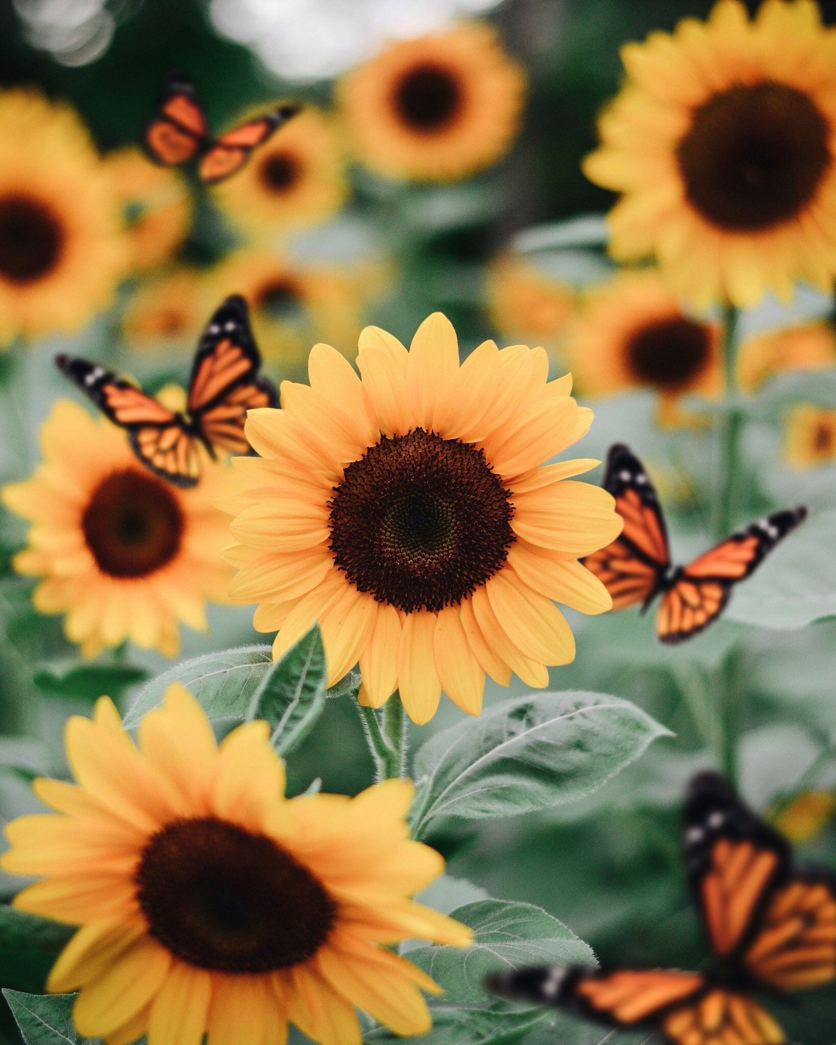 Cute Backgrounds For Laptop Sunflowers - If you're looking for the best ...