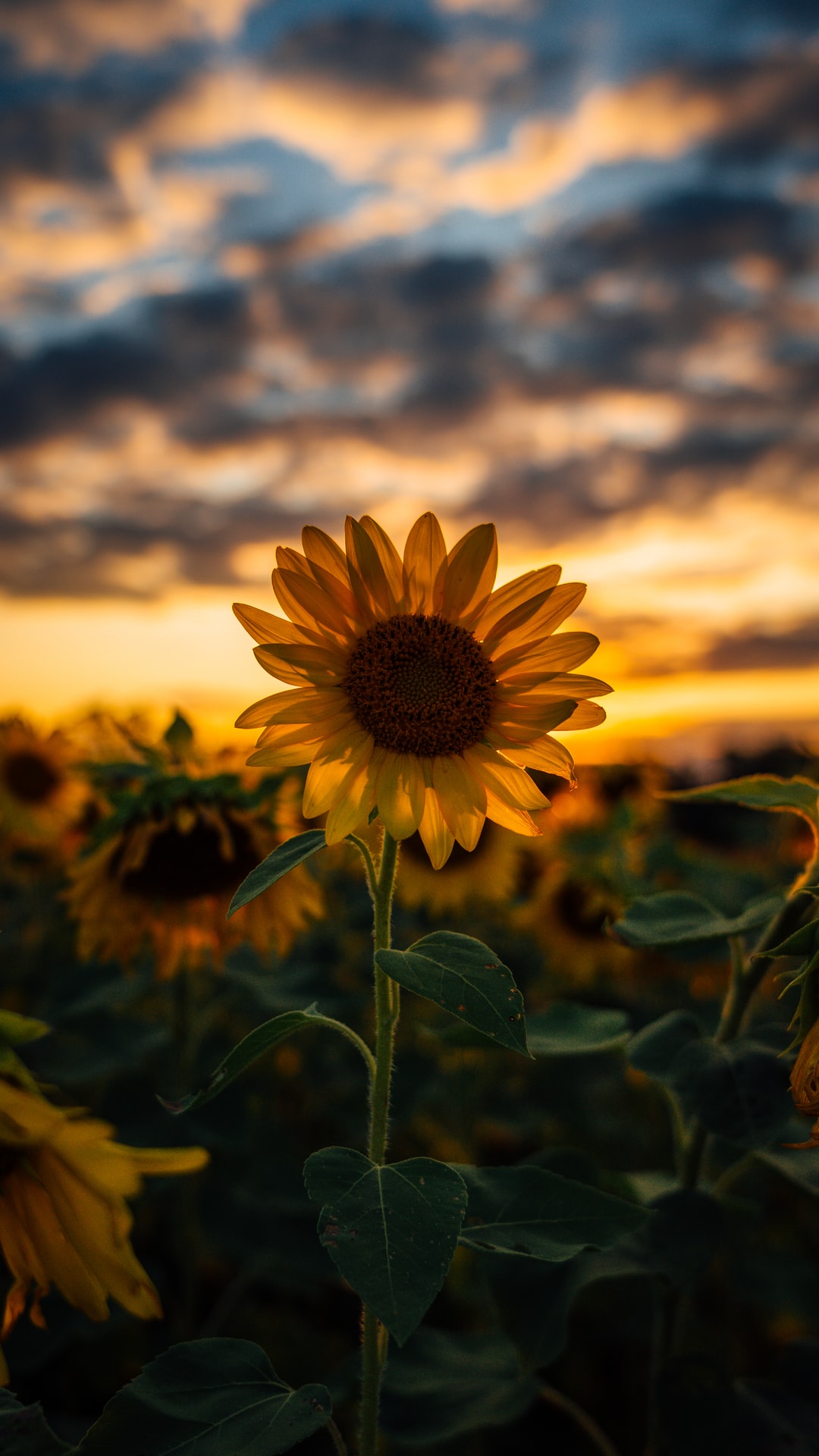 100 Sunflower wallpapers HD  Download Free backgrounds