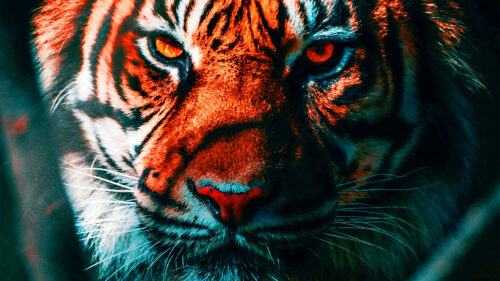 Tiger Wallpaper